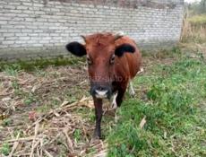 Беременная корова