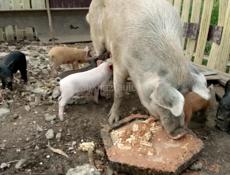 Свинья с поросятами 