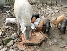 Свинья с поросятами 