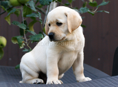 Чистокровный щенок лабрадор