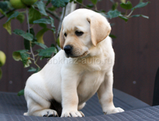 Чистокровный щенок лабрадор