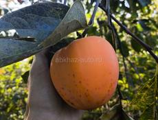 Куплю хурму 