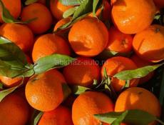 пойдем на сбор мандаринов 