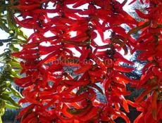 Красный перец 