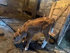 Продаю теленка