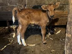 Продаю теленка