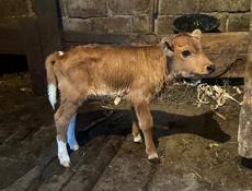 Продаю теленка