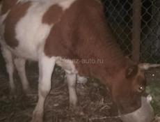 Продаю быков