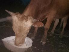 Продаю быков