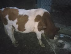 Продаю быков