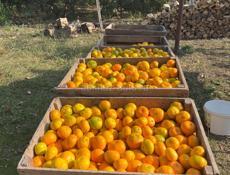 Продам мандарин 1200кг 90₽крупный средний 