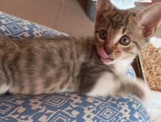 Отдам в хорошие руки