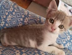 Отдам в хорошие руки