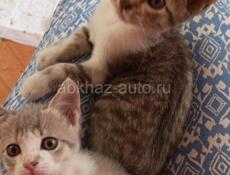 Отдам в хорошие руки