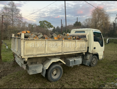 Дрова, Ольха