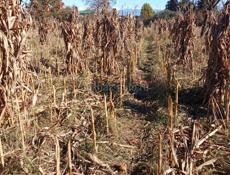 Продается чала