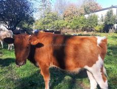 Продаётся годичная тёлка