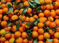 Мандарин- Саженцы