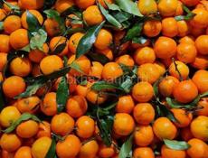 Мандарин- Саженцы