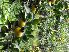 Самосбор Мандарины