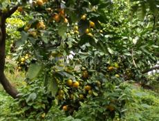 Самосбор Мандарины