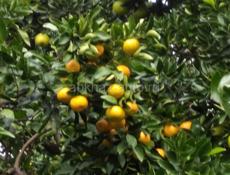 Самосбор Мандарины