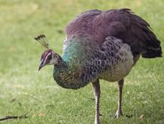 Срочная продажа 