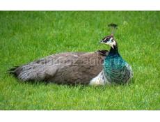 Срочная продажа 