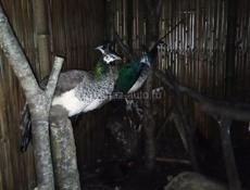 Срочная продажа 