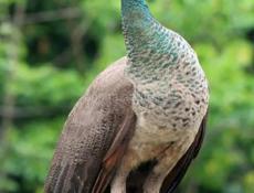 Срочная продажа 