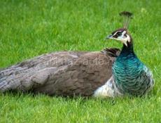 Срочная продажа 