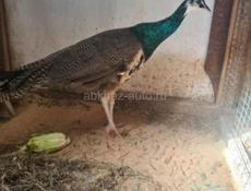 Срочная продажа 