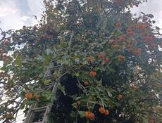 Плоская хурма