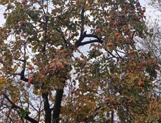 Плоская хурма