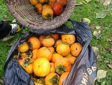 Плоская хурма