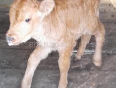 Продаю теленка 