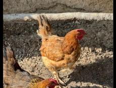 ПРОДАЮ ДОМАШНИЕ КУРЫ. 