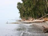 Продается земля в Киндги, 400-450 метров до моря ,земля ровная ,немного меньше гектара 