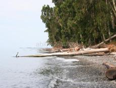 Продается земля в Киндги, 400-450 метров до моря ,земля ровная ,немного меньше гектара 