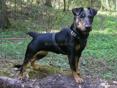 Продается немецкий ягдтерьер 
