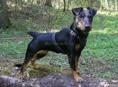 Продается немецкий ягдтерьер 