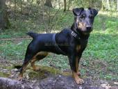 Продается немецкий ягдтерьер 