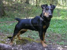 Продается немецкий ягдтерьер 