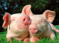 Поросята