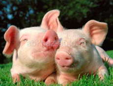 Поросята