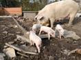 СВинья с поросятами