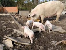 СВинья с поросятами