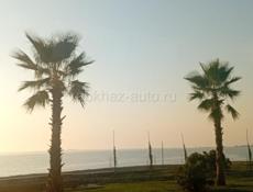 Пойдём на сбор мандаринов!