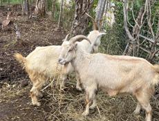 Козы оптом и в розницу