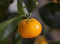 Продам саженцы мандарин сентябрьские 